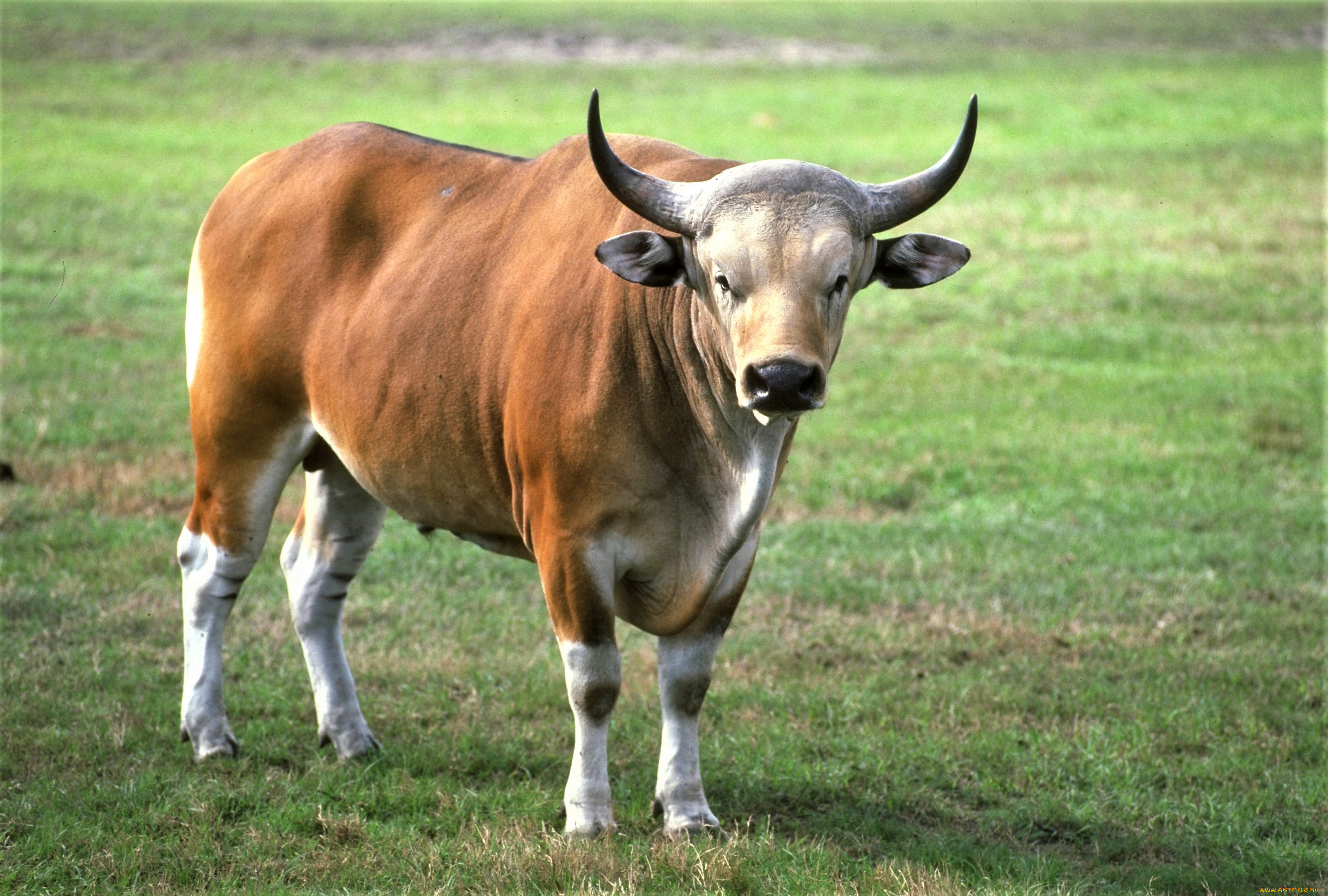 Бики н. Дикий бык бантенг. Гаур и бантенг. Бельгийский белоголовый бык. Азиатский бык бантенг.